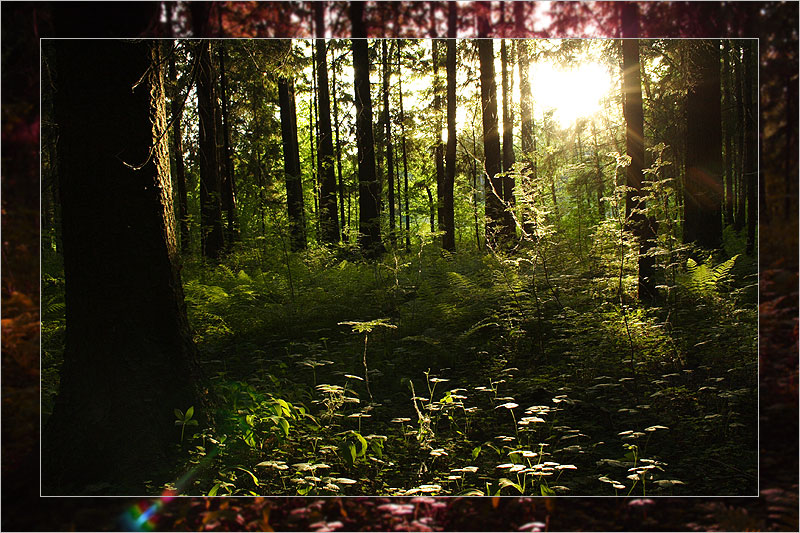 http://lucivern.narod.ru/photo/forest.jpg